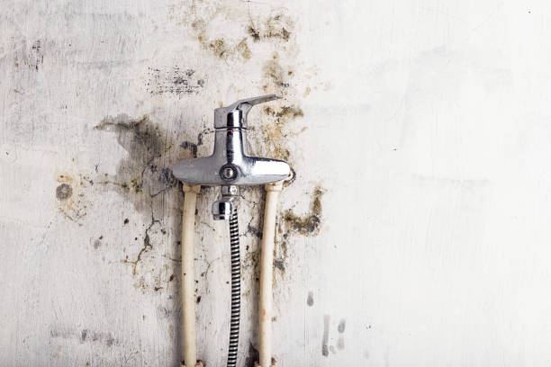 Best Mold Removal Process  in Westport Village, CT