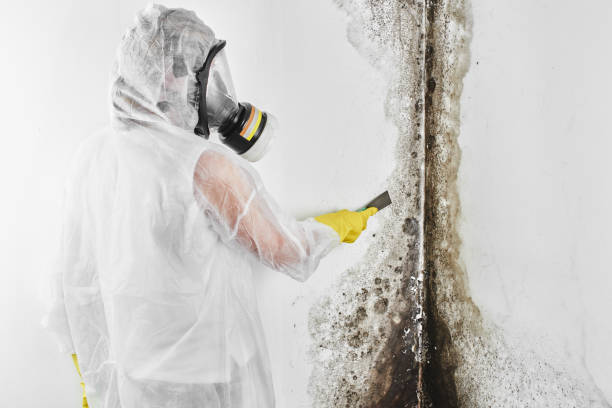 Best Mold Testing  in Westport Village, CT