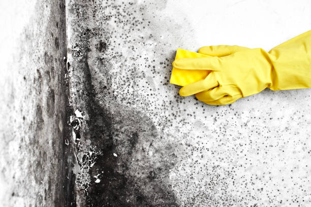 Best Mold Remediation  in Westport Village, CT