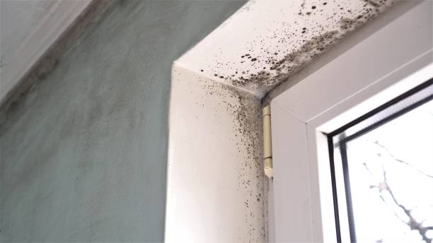 Best Best Mold Removal Companies  in Westport Village, CT