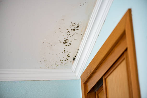 Best Commercial Mold Removal  in Westport Village, CT