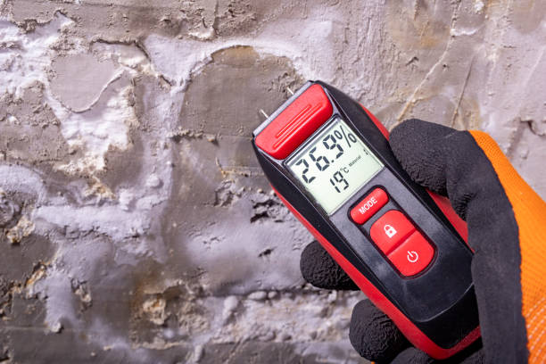 Best Black Mold Removal  in Westport Village, CT