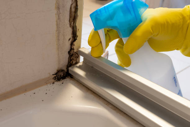 Best Mold Removal Near Me  in Westport Village, CT