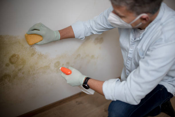 Best Toxic Mold Removal  in Westport Village, CT