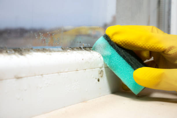Best Office Mold Removal Services  in Westport Village, CT