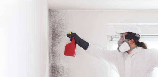 Trusted Westport Village, CT Mold Removal Experts