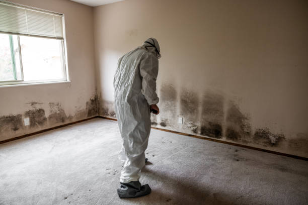 Best Residential Mold Removal  in Westport Village, CT