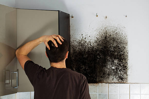 Best Fast Mold Removal  in Westport Village, CT