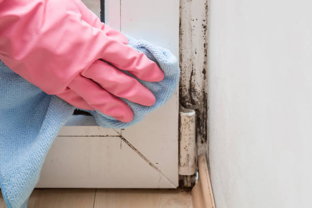 Best Office Mold Removal Services  in Westport Village, CT