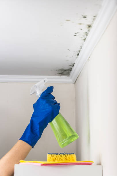 Best Attic Mold Removal  in Westport Village, CT